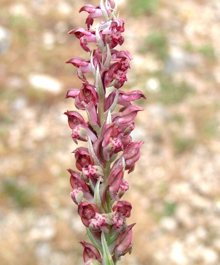 Anacamptis coriophora / Orchide cimicina